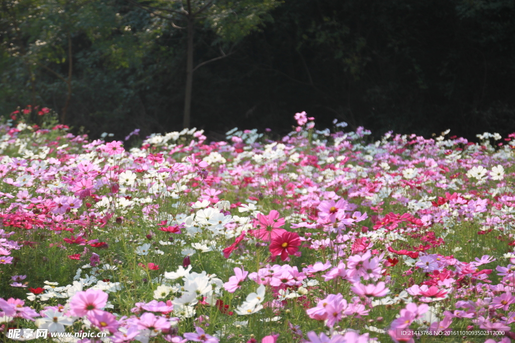 小雏菊
