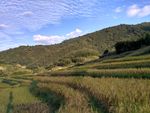 金色田野