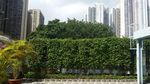 绿色植物