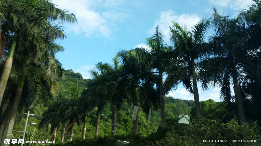 风景树