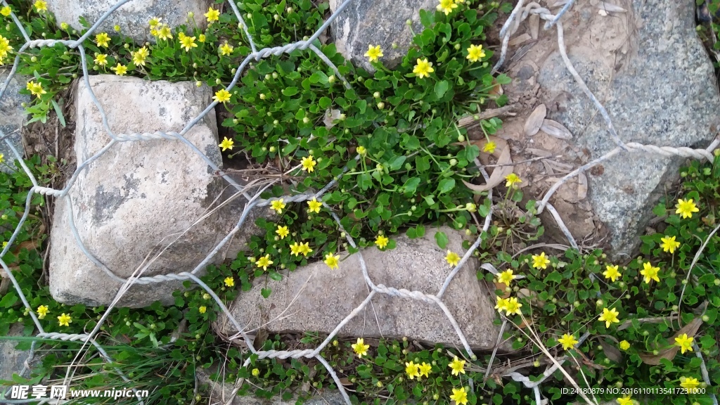 小黄花
