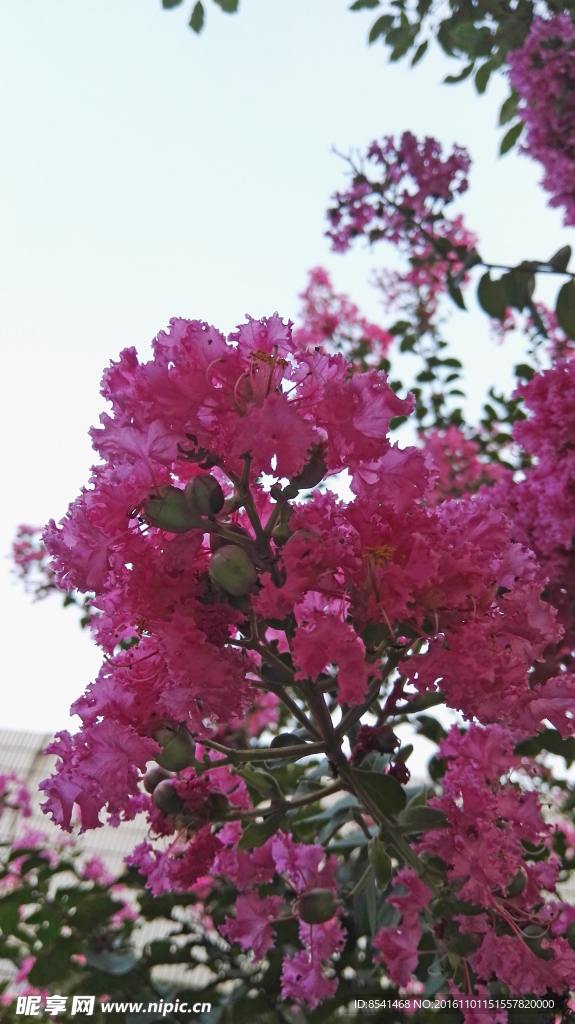紫薇花