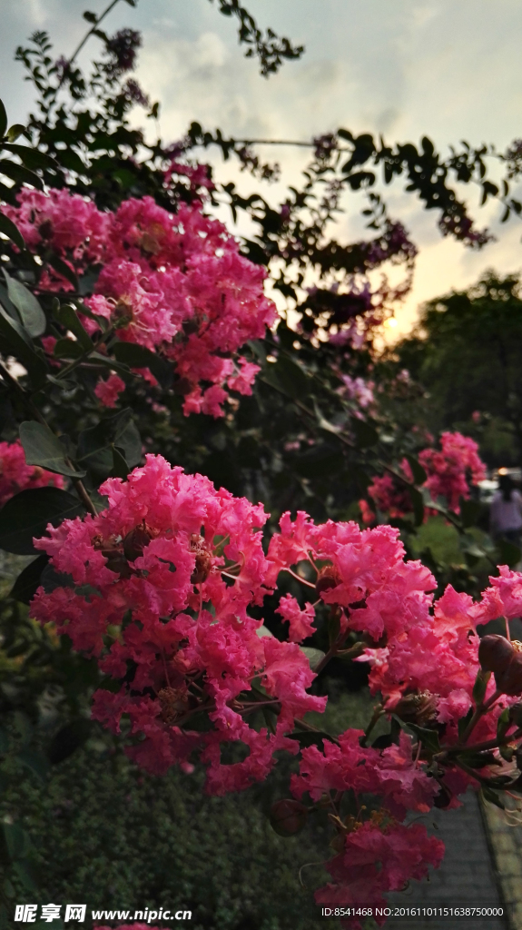 紫薇
