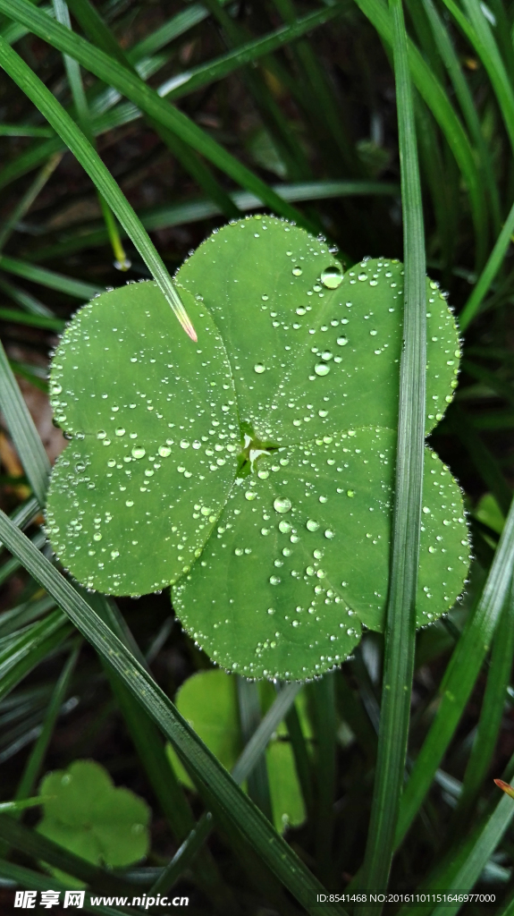 醡浆草