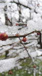 雪中梅花