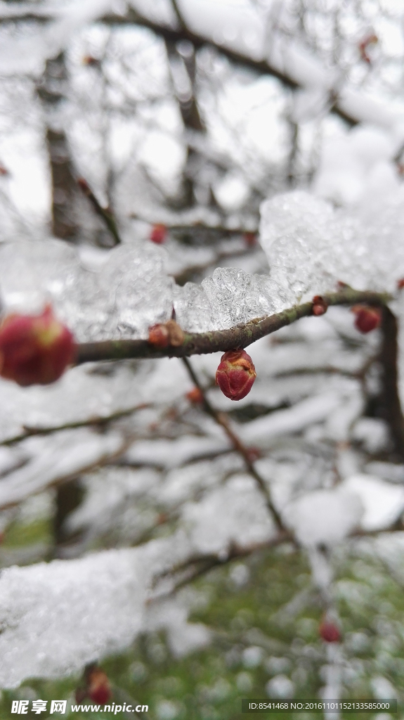 雪中梅花