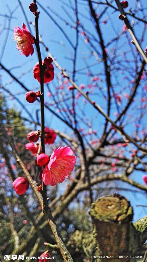 梅花