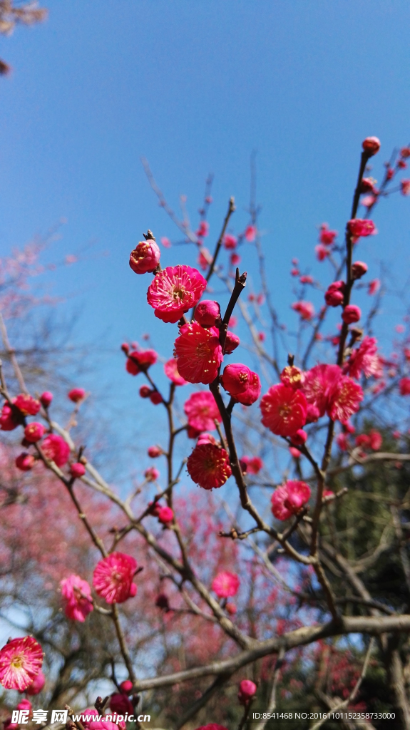 梅花