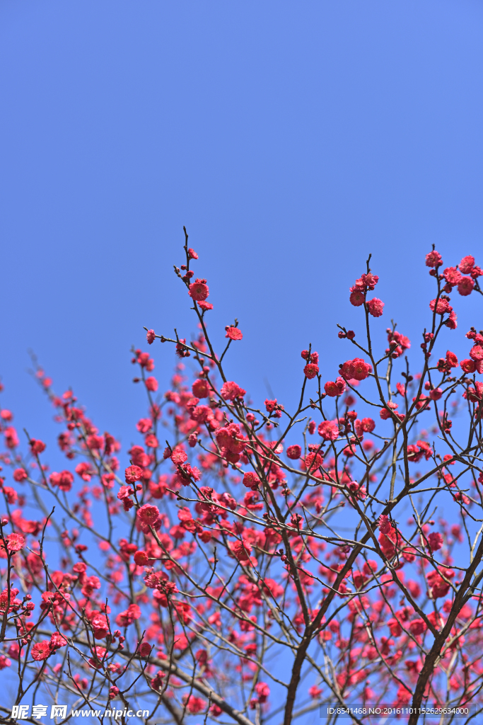 梅花