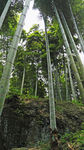竹林