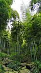 竹林