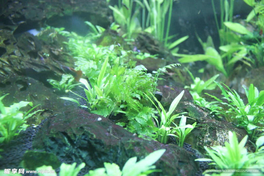水草