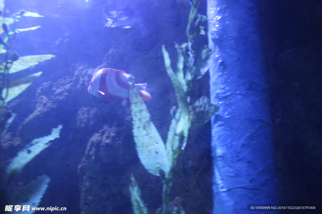 红白条纹鱼