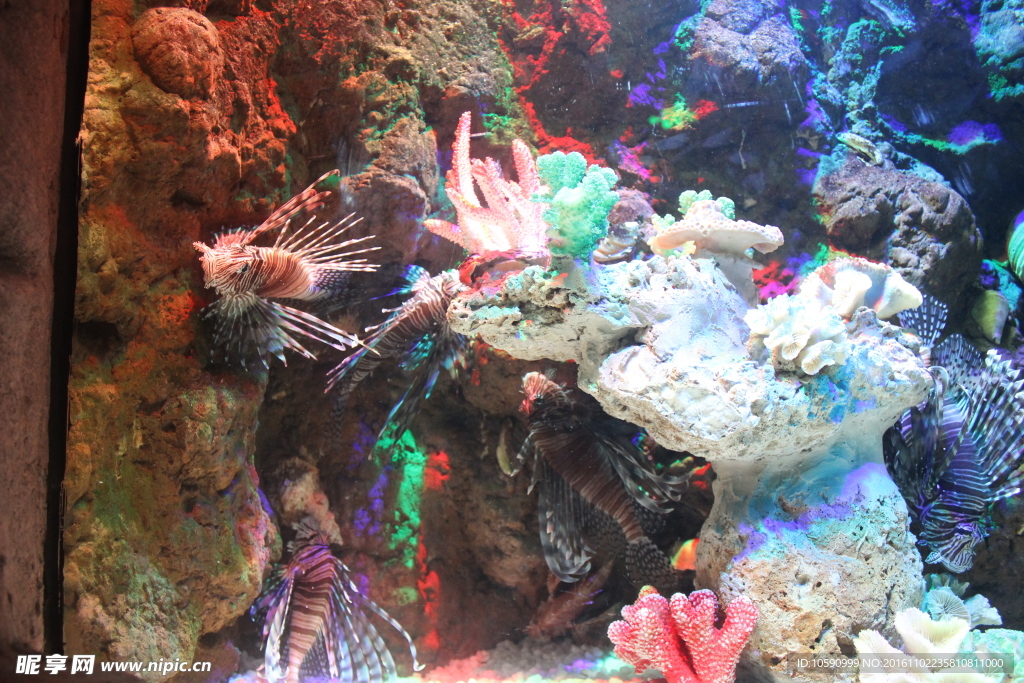 海刺鱼