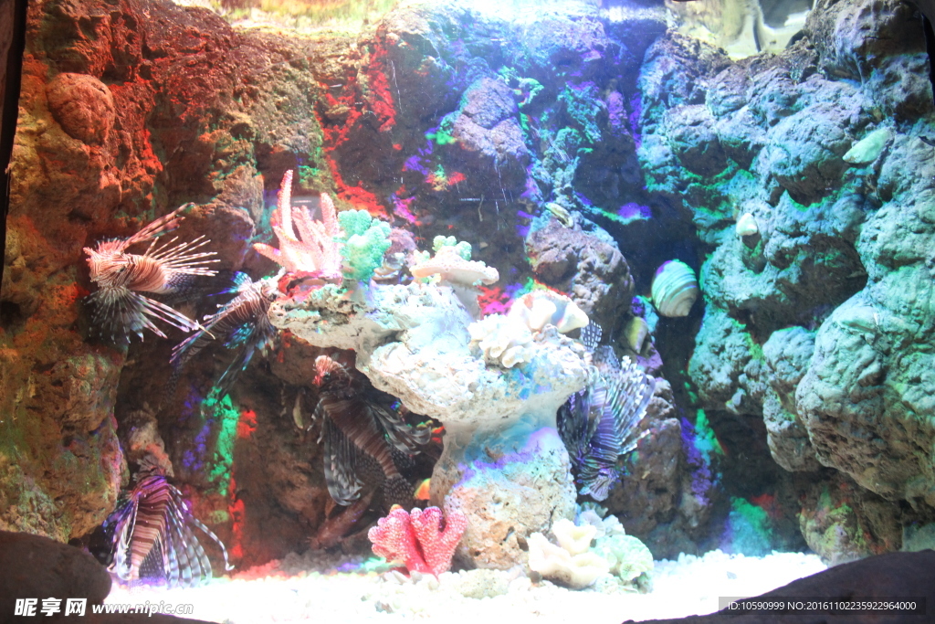 海刺鱼