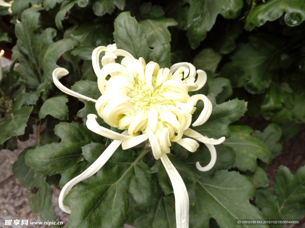 菊花