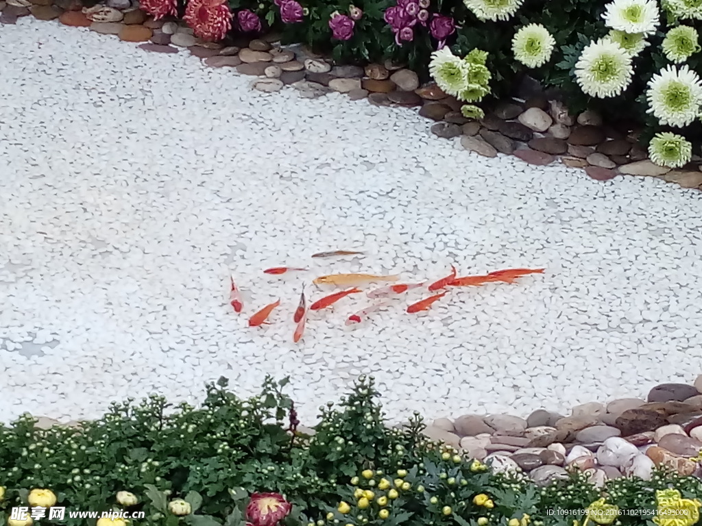 水中鱼