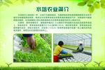 水培养植 水培蔬菜
