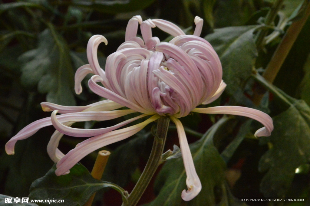 菊花