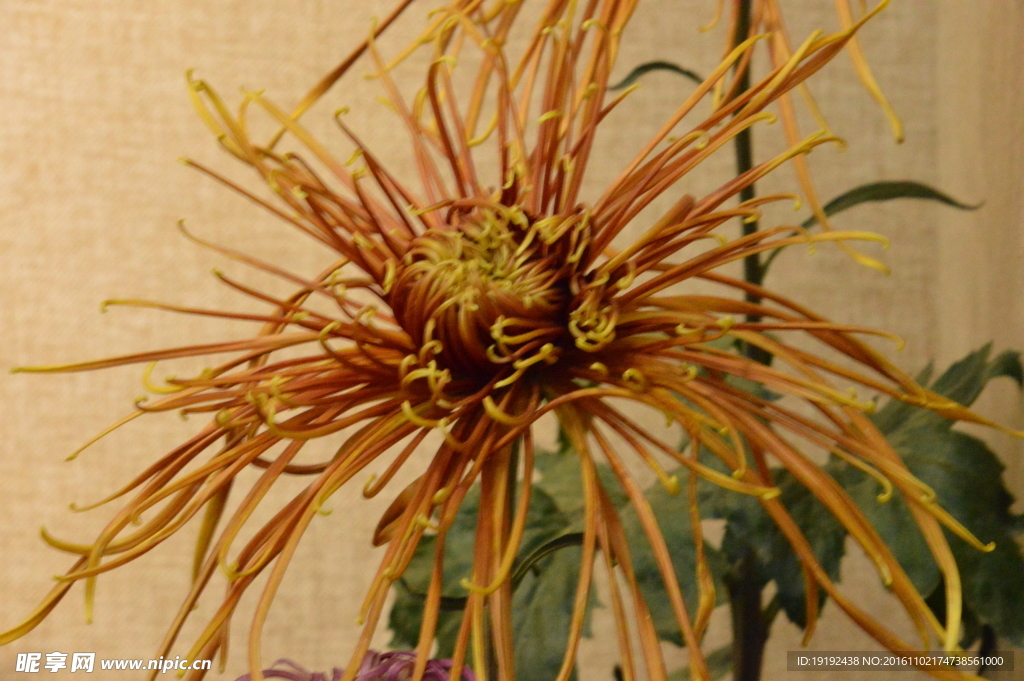 菊花