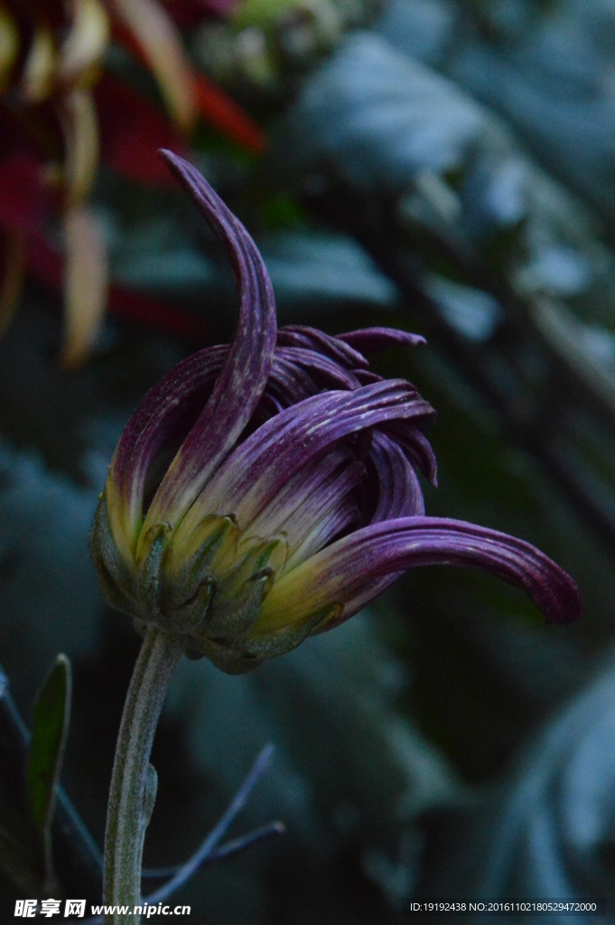 菊花