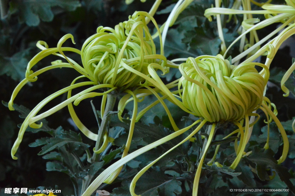 菊花