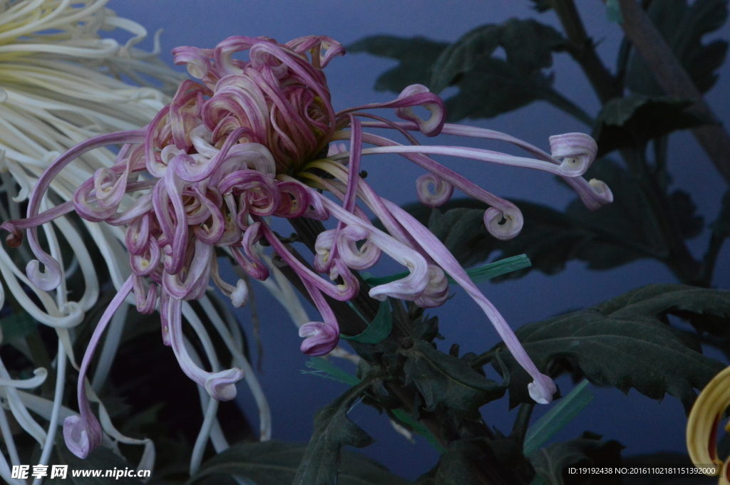 菊花