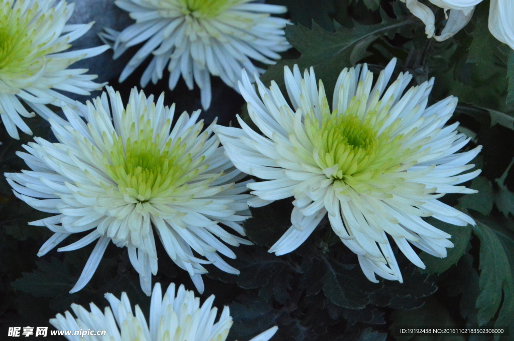 菊花