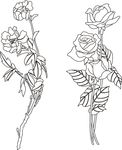 玫瑰花