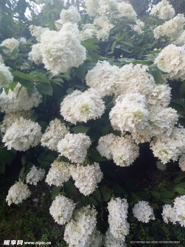 花