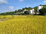 金色田野