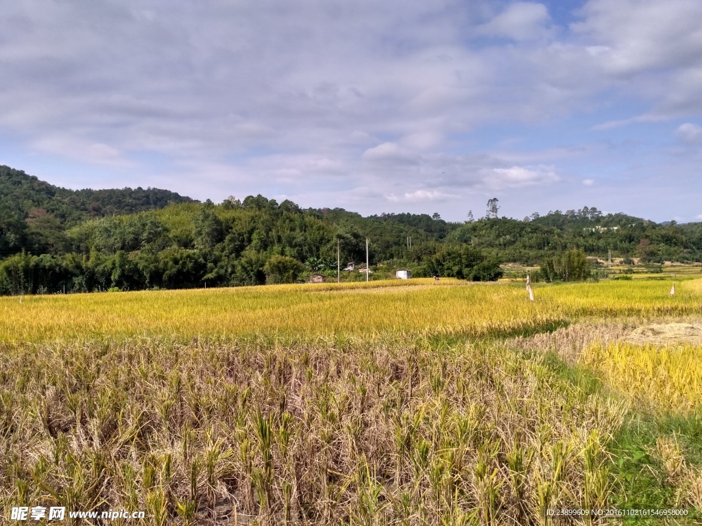 金色田野