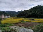 金色田野