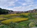 金色田野