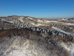 森林 长白山