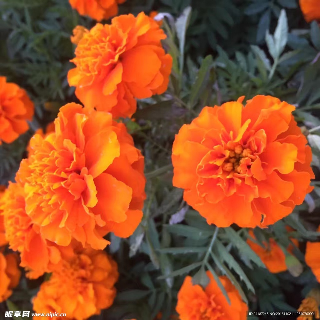 菊花