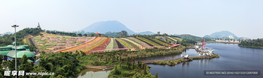 七彩花田全景