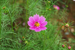 波斯菊 蜜蜂