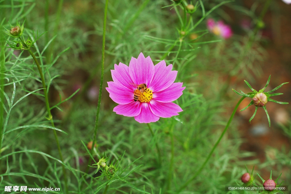 波斯菊 蜜蜂