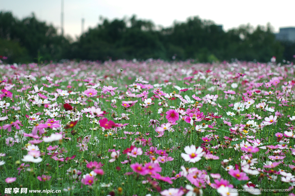 波斯菊花海