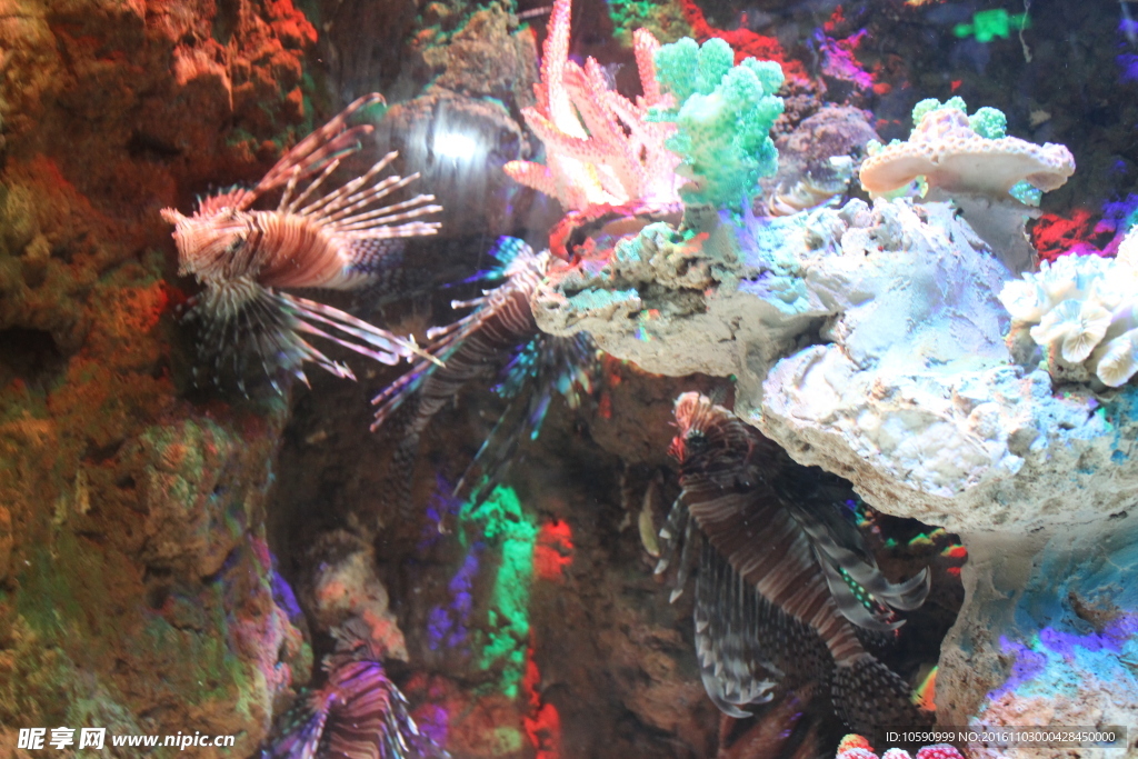 海刺鱼