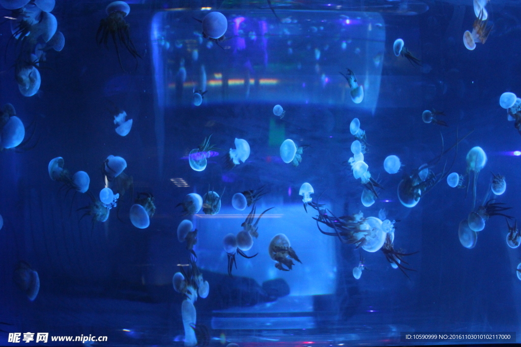 水母