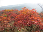 嵩山红叶
