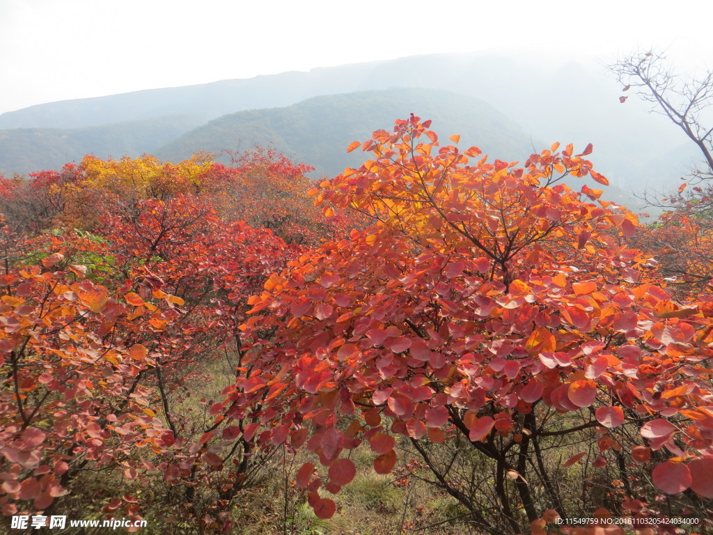 嵩山红叶