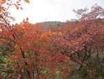 少室山红叶