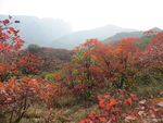 嵩山红叶