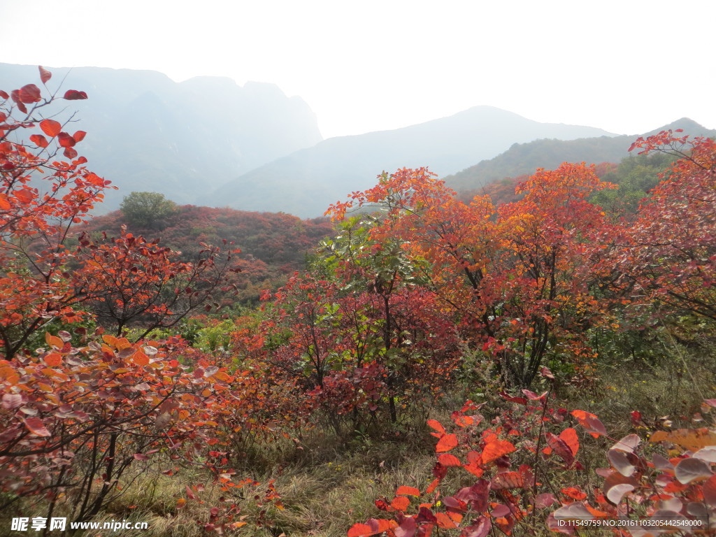 嵩山红叶