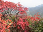 少室山红叶