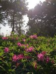 杜鹃花