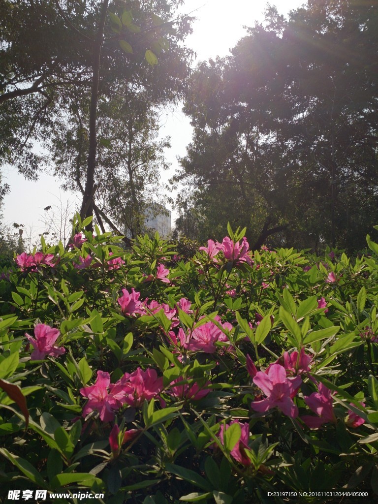 杜鹃花